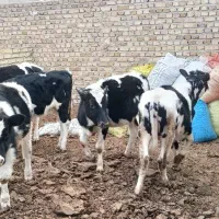 ۵راس گوساله ماده یک راس سمینتال ۴راس هولشتاین|حیوانات مزرعه|تاکستان, |دیوار