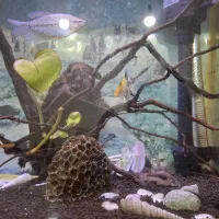 آکواریوم|ماهی|صدرا-فارس, فاز ۱|دیوار