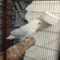 کتولهجفتوتک|پرنده|مشهد, کشف|دیوار