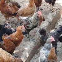 فروش باروک و خروس محلی اصل جوجه کباب|حیوانات مزرعه|یاسوج, |دیوار