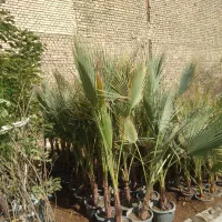 درخت ونهال|خدمات باغبانی و درختکاری|اصفهان, قهاب جنوبی|دیوار