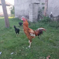 خروس لاری چاهار دنگ پر توضیع رو بخون لطفا