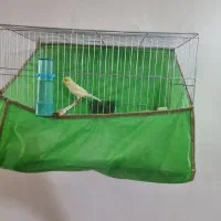 قناری نر|پرنده|شهر ری, علایین|دیوار