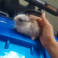 خرگوش کوچولو