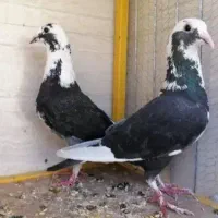 کفتر رنگه|پرنده|قائن, |دیوار