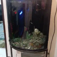 اکواریوم
