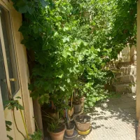 حیاط قدیمی 76متر دو طبقه