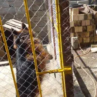 سگ ژرمن شپرد نر شولاین موبلند