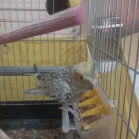 عروس هلندی ماده دستی|پرنده|محمدشهر, سیدآباد|دیوار