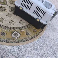 فروش سگ پامرین