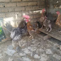 مرغ و خروس جوان