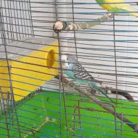 مرغ عشق نر و ماده