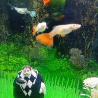 ماهی گوپی خوش رنگ آماده زایمان|ماهی|قم, چهل اختران|دیوار