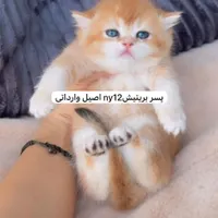 بیریتیش گلد نر