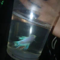 ماهی زیبا فایتر۴۰ت