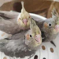 جوجه عروس هلندی|پرنده|نیشابور, جمهوری|دیوار