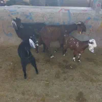 بز و بزغاله