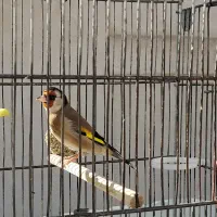 سهره و سهره قناری