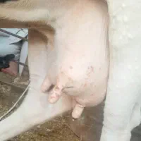 گاو هلشتاین  شیری روزنه ۱۰ کیلو آبستن سه ماه