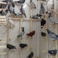 دسته پلاکی