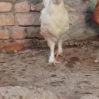 نیمچه مرغ زینتی|حیوانات مزرعه|اصفهان, سرشبادران|دیوار