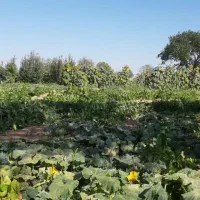 باغ8-320متری-سند-تکبرگ-باسهمیه-آب-چاه-عمیق-تاکستان