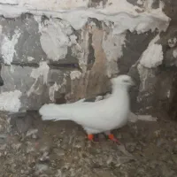 4 عدد کبوتر فروشی جوونه کاشمر