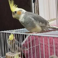 دوعددعروس هلندی نرصحبتی دستی|پرنده|مشهد, ده دی|دیوار