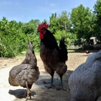 مرغ خروس طوسی ایسبار|حیوانات مزرعه|هشتگرد, تهران دشت|دیوار