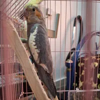 عروس هلندی ماده 4ماهه