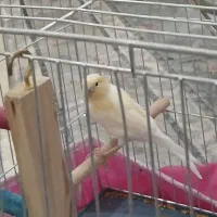 قناری نر|پرنده|کبودرآهنگ, |دیوار