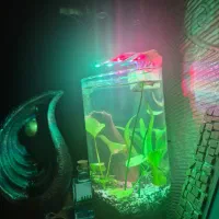 تنگ پلنت برای میگو