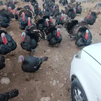 بوقلمون و غاز و اردک کاکولی و مرغ  خروس درجه ۱سالم