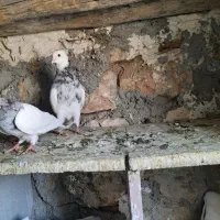 طوقی|پرنده|سرپل ذهاب, |دیوار