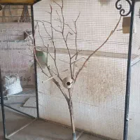 دوچرخه، تردمیل، قفس تزئینی