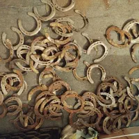 نعل اسب|اسب و تجهیزات اسب‌سواری|محمدشهر, محمدشهر|دیوار