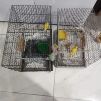 قناری نر مست