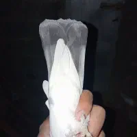 کبوتر|پرنده|سعدآباد, |دیوار