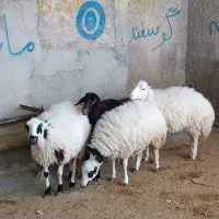 گوسفند میش بره|حیوانات مزرعه|ملکشاهی, |دیوار