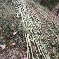 بامبو|گل و گیاه طبیعی|خشکبیجار, |دیوار