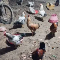 13یا 14عدد خروس طبیعی اصل