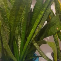 دو عدد گل سانسوریا خیلی سر حال|گل و گیاه طبیعی|تربت جام, شاد|دیوار