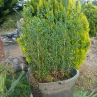 سرو شیراز نشایی