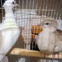 کاکلی خوشگل|پرنده|رشت, حمیدیان|دیوار