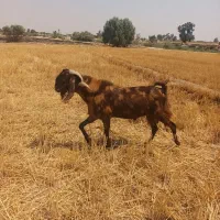 بزنربزغاله|حیوانات مزرعه|هندیجان, |دیوار