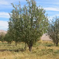 کارهرس درمیانه