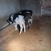 گوساله نر ماده