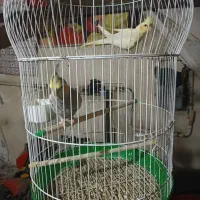 دوعدد عروس هلندی نر