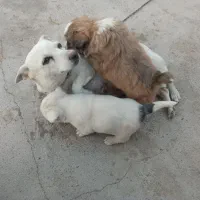 توله پاگوتاه|سگ|زابل, |دیوار