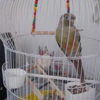 طوطی گرینچیک